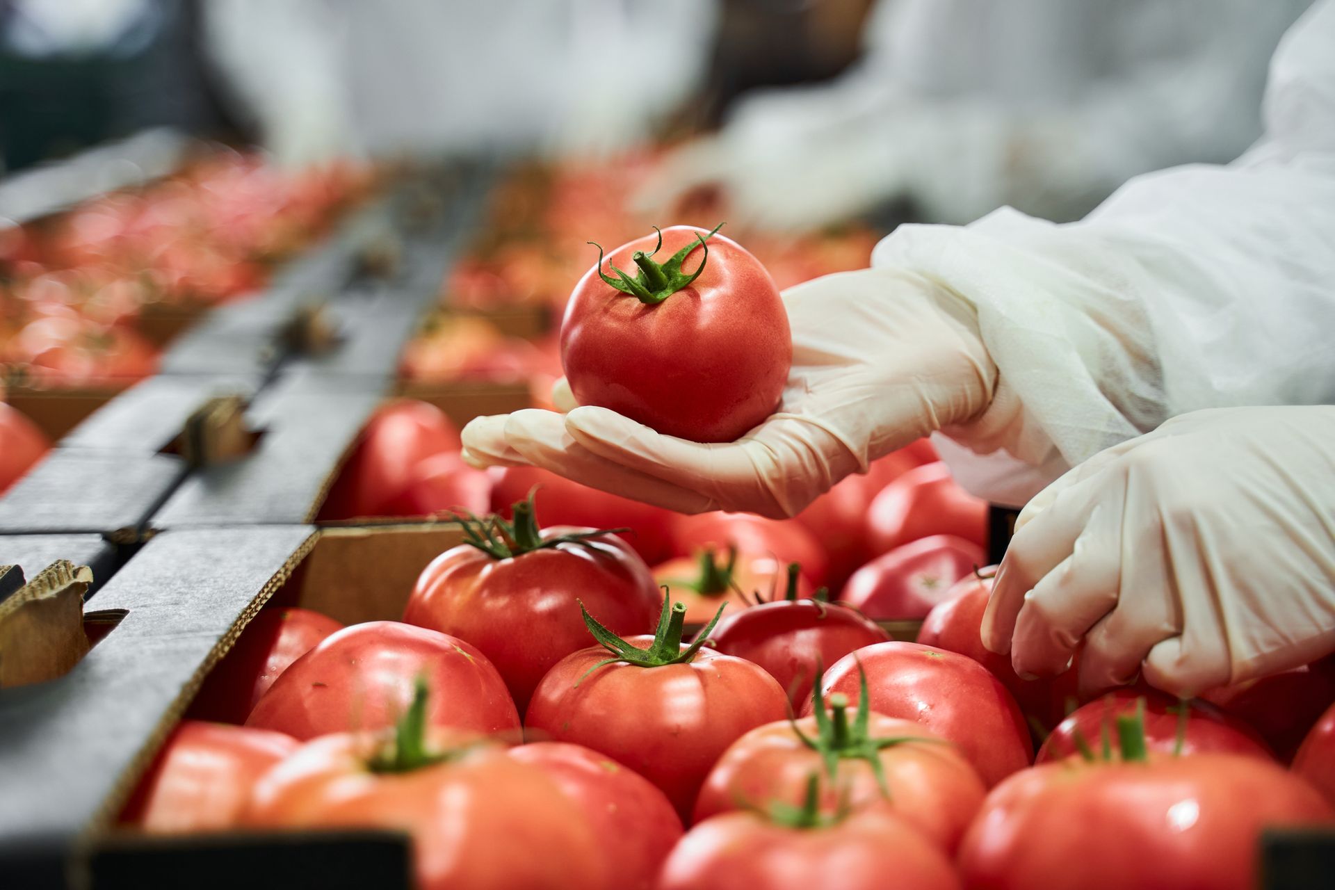 Una mano guantata tiene un pomodoro rosso sopra una cassa di altri pomodori in un impianto di lavorazione alimentare.