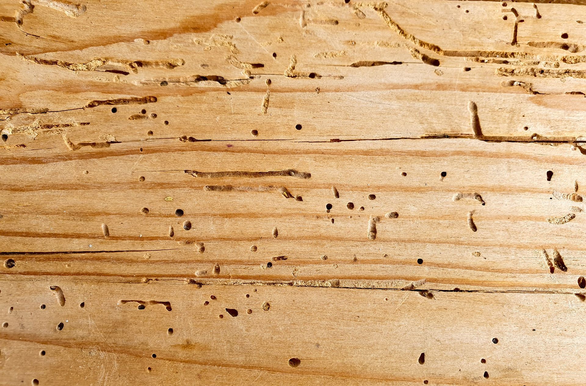 Primo piano di una superficie di legno tarlata