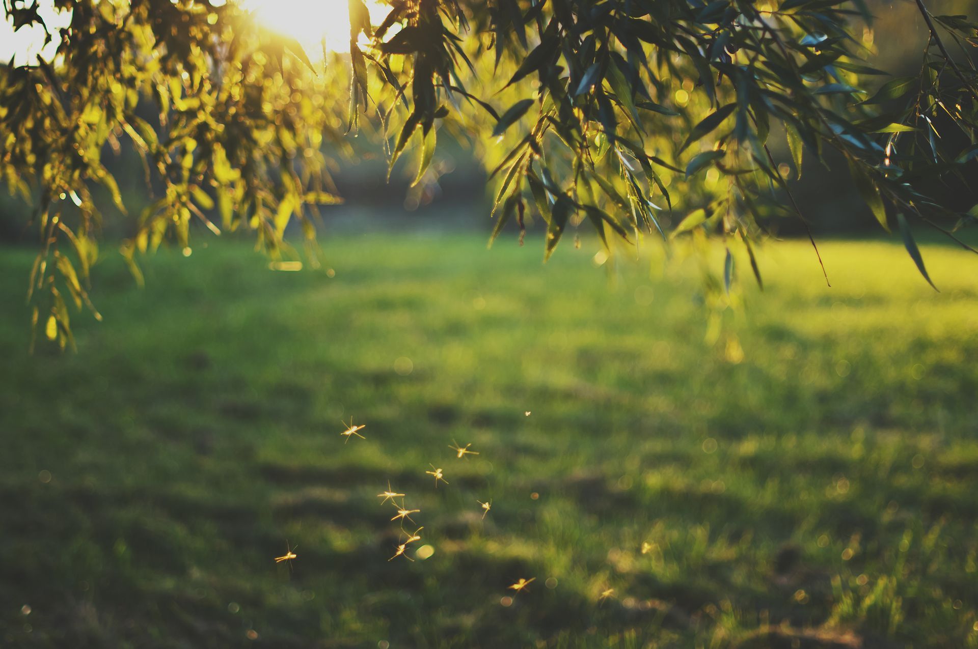 La luce del sole filtra attraverso le foglie di salice su un campo erboso, con insetti volanti.