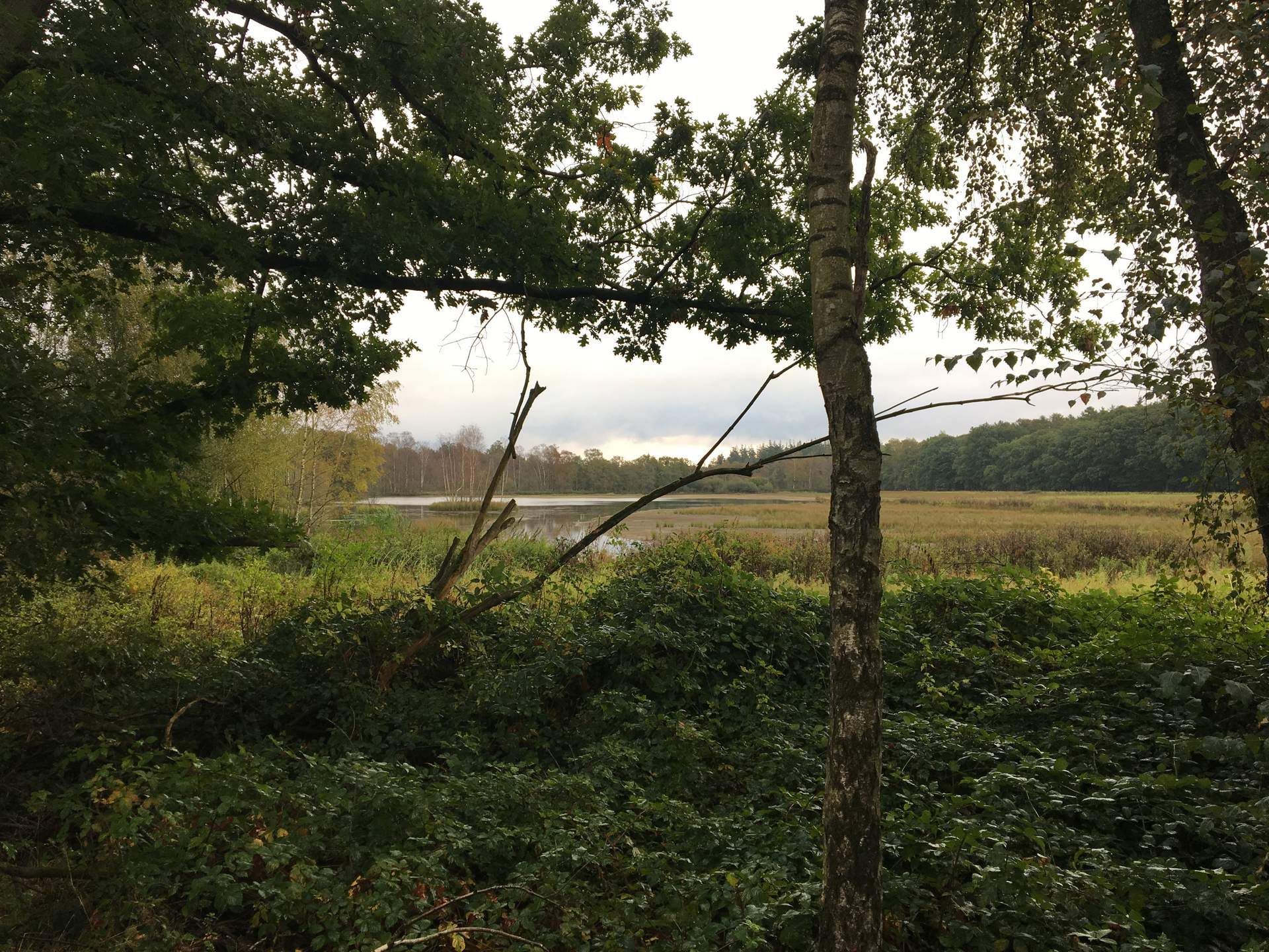 Tree-framed view of a grassy field and dirt path under an overcast sky
