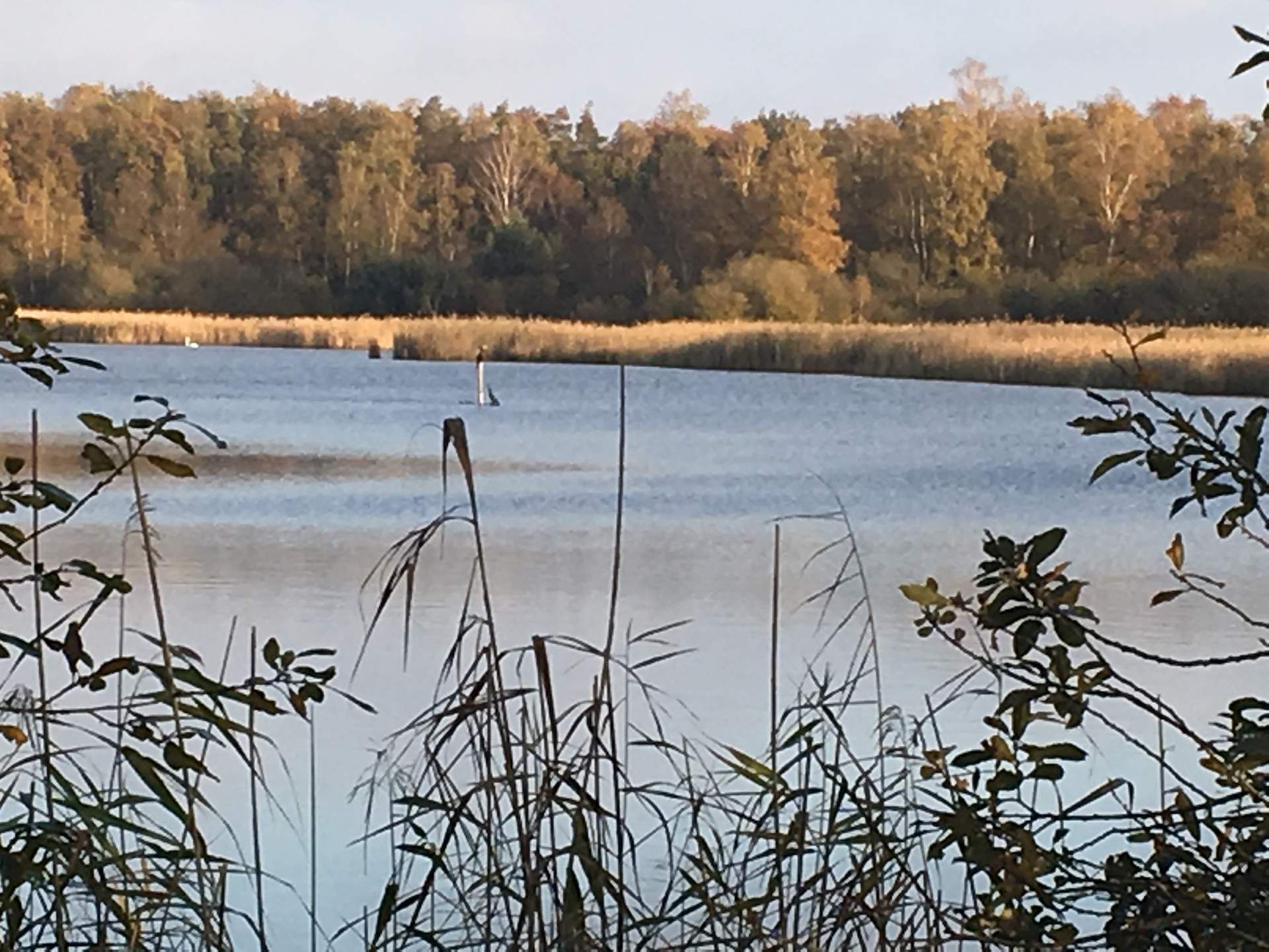 Calm lake with reeds in the foreground and autumn trees lining the far shore.