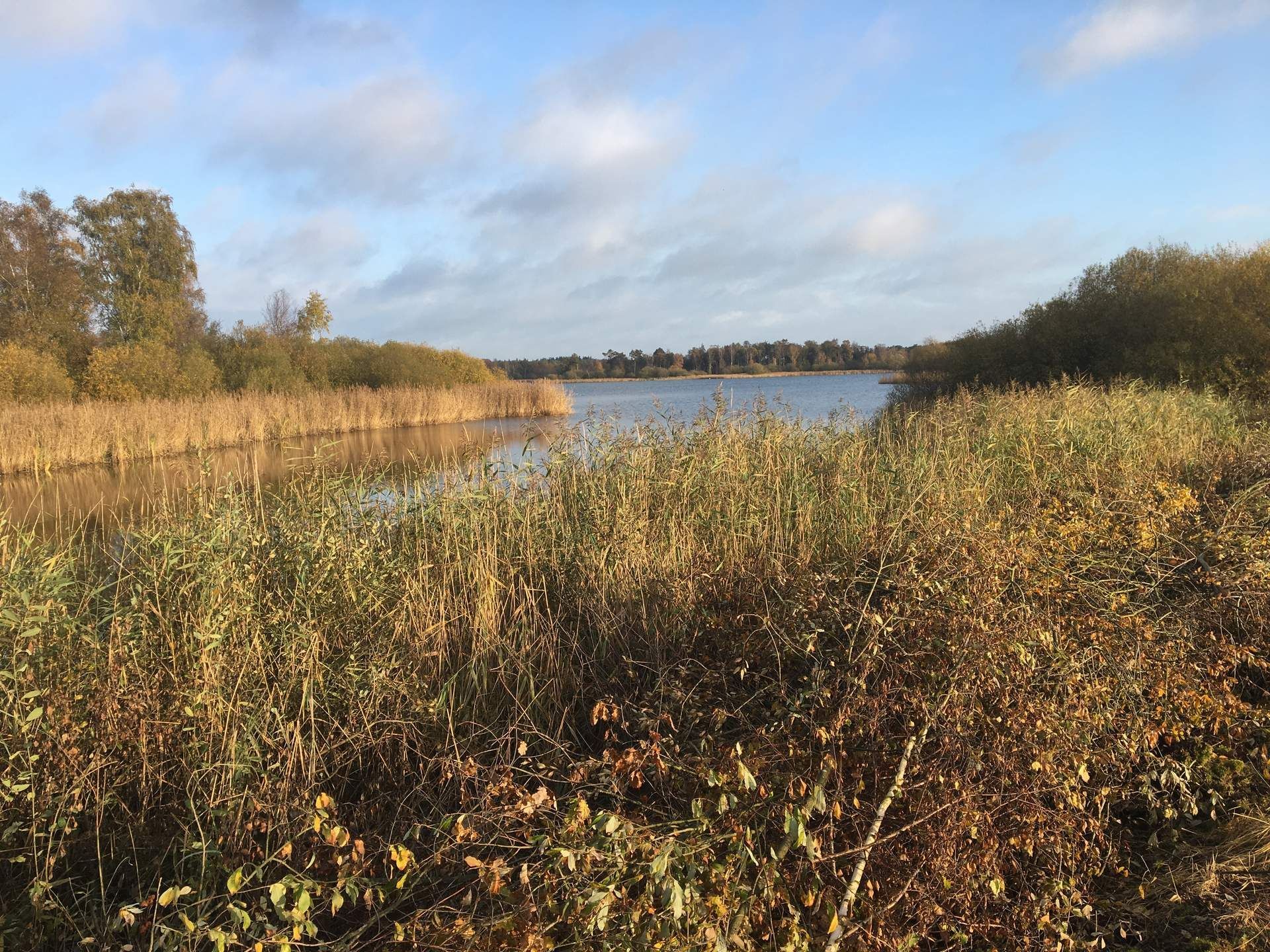 Autumn marshland with tall grasses, shrubs, and a calm lake under a blue sky