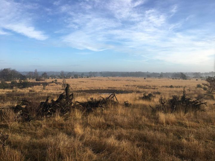 Een droog grasveld onder een blauwe hemel met ijle wolken en bomen in de verte aan de horizon.