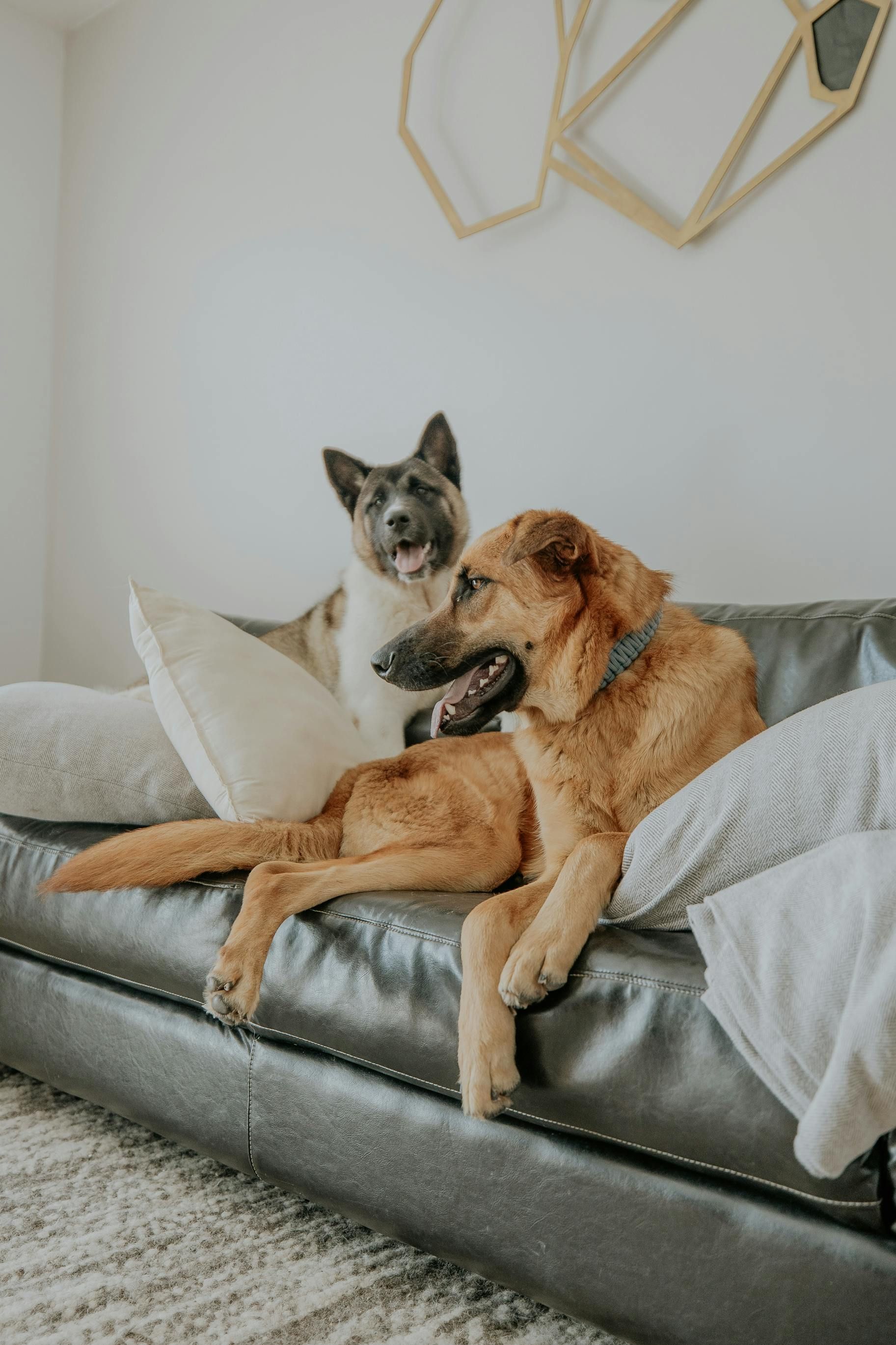 Two dogs cuddling on a gray couch with white pillows in a bright living room