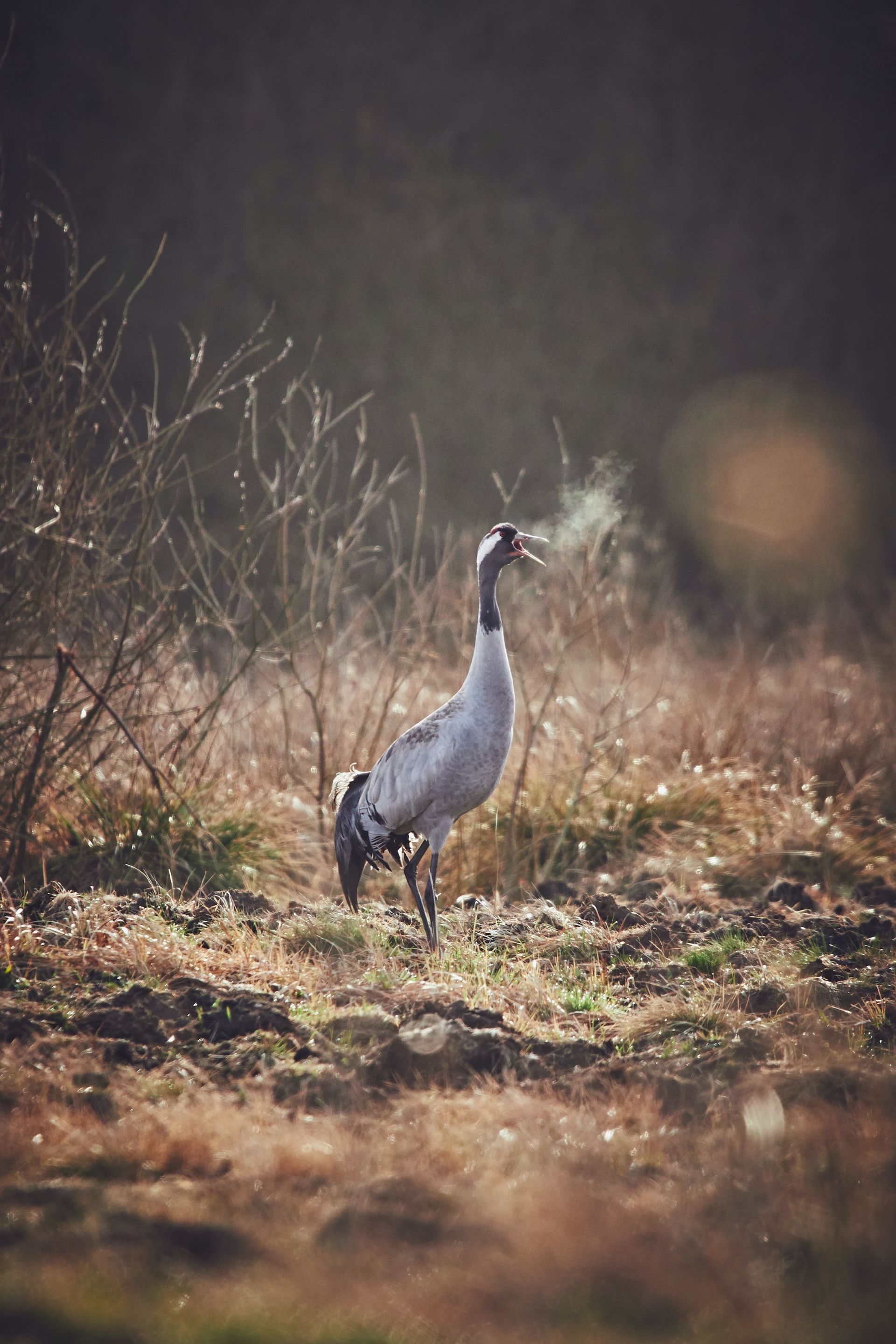 THE CRANE DANCE EXPERIENCE