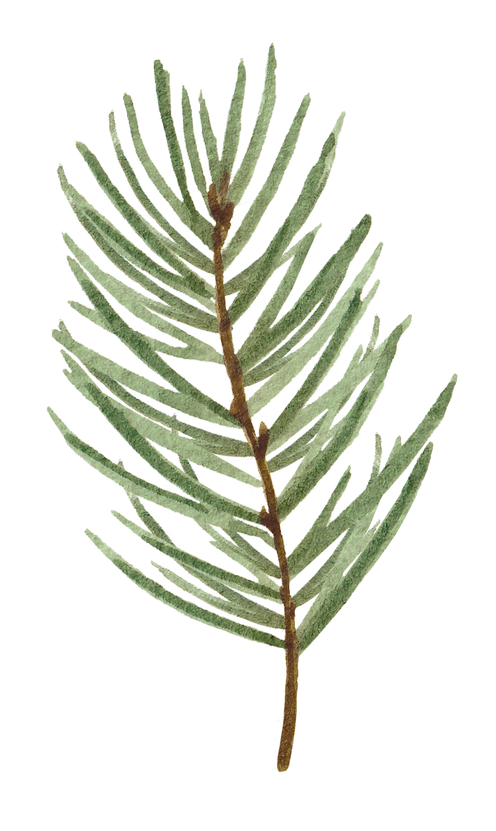Watercolor illustration of a dried palm leaf, beige and light brown, with a long stem, on a white background.