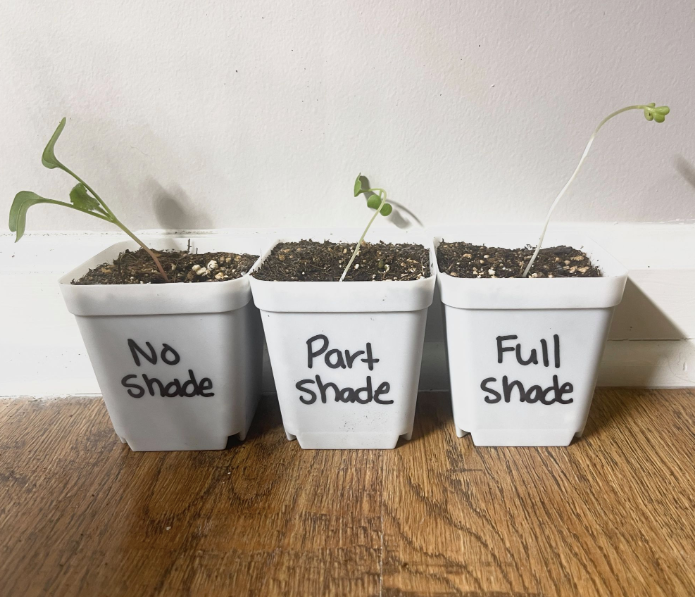 Picture of 3 pots of soil with a sprout in each with varying growth.