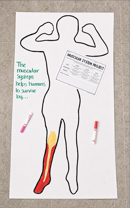 Photo of a poster of a body system with markers