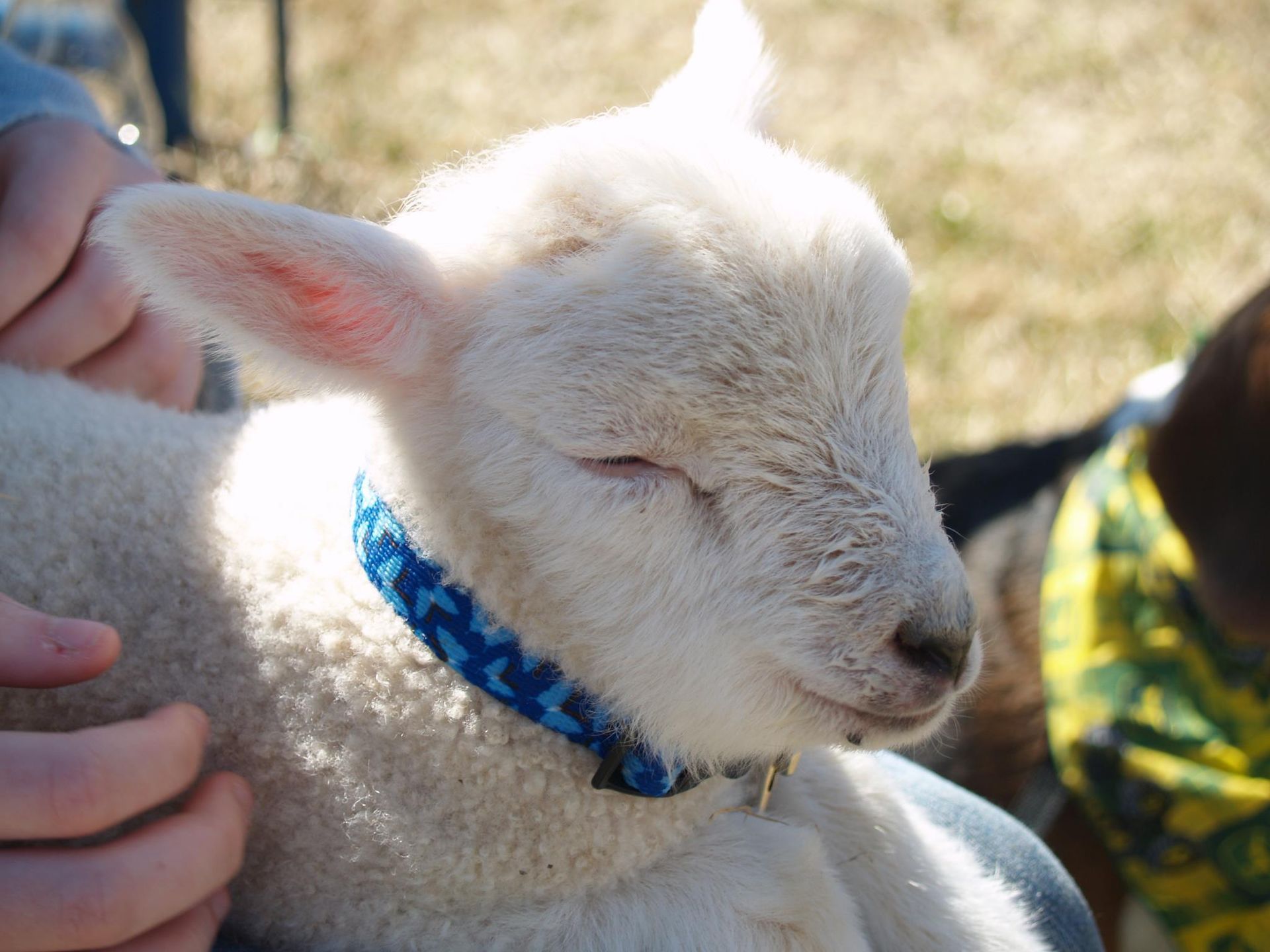Bagby's Critter Corral image of a lamb