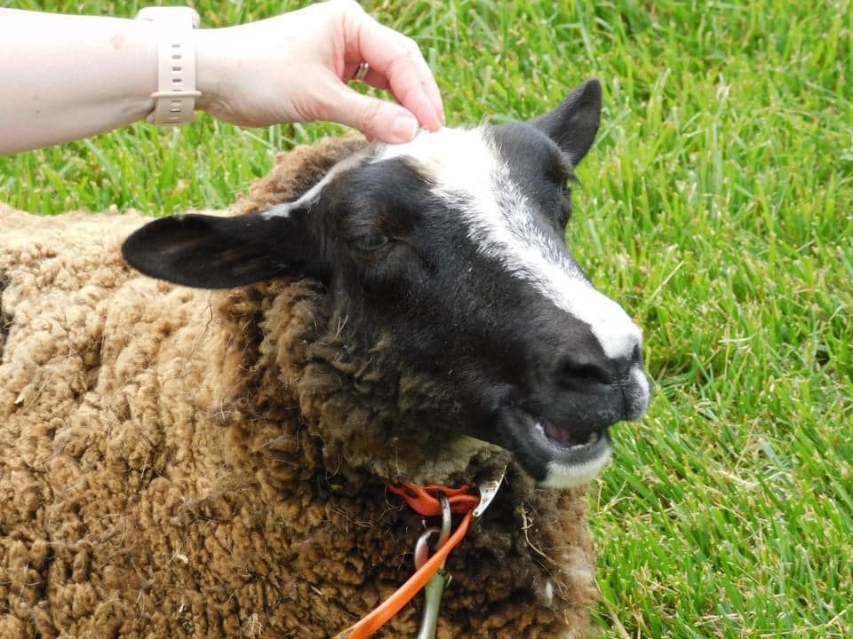 Bagby's Critter Corral image of a goat