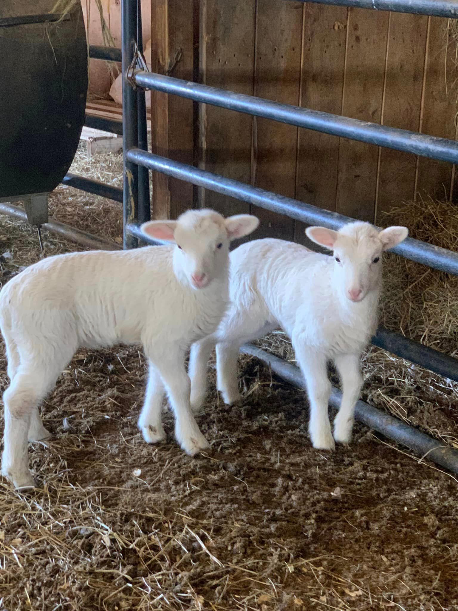 Bagby's Critter Corral image of two lambs