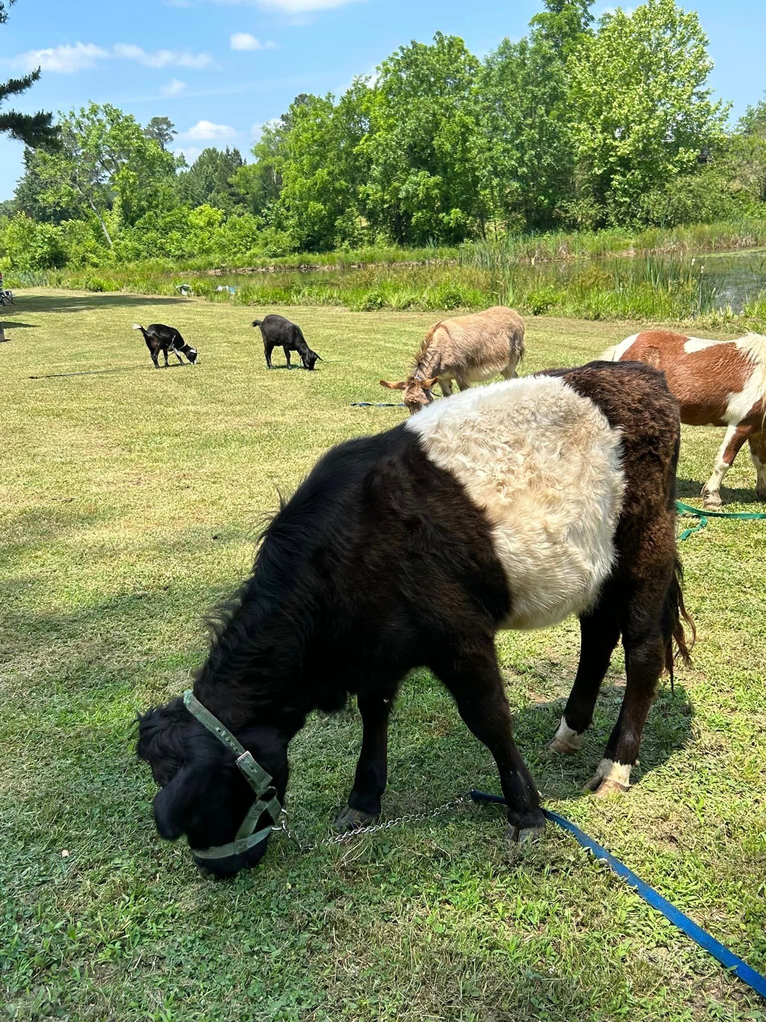 Bagby's Critter Corral image of animals grazing