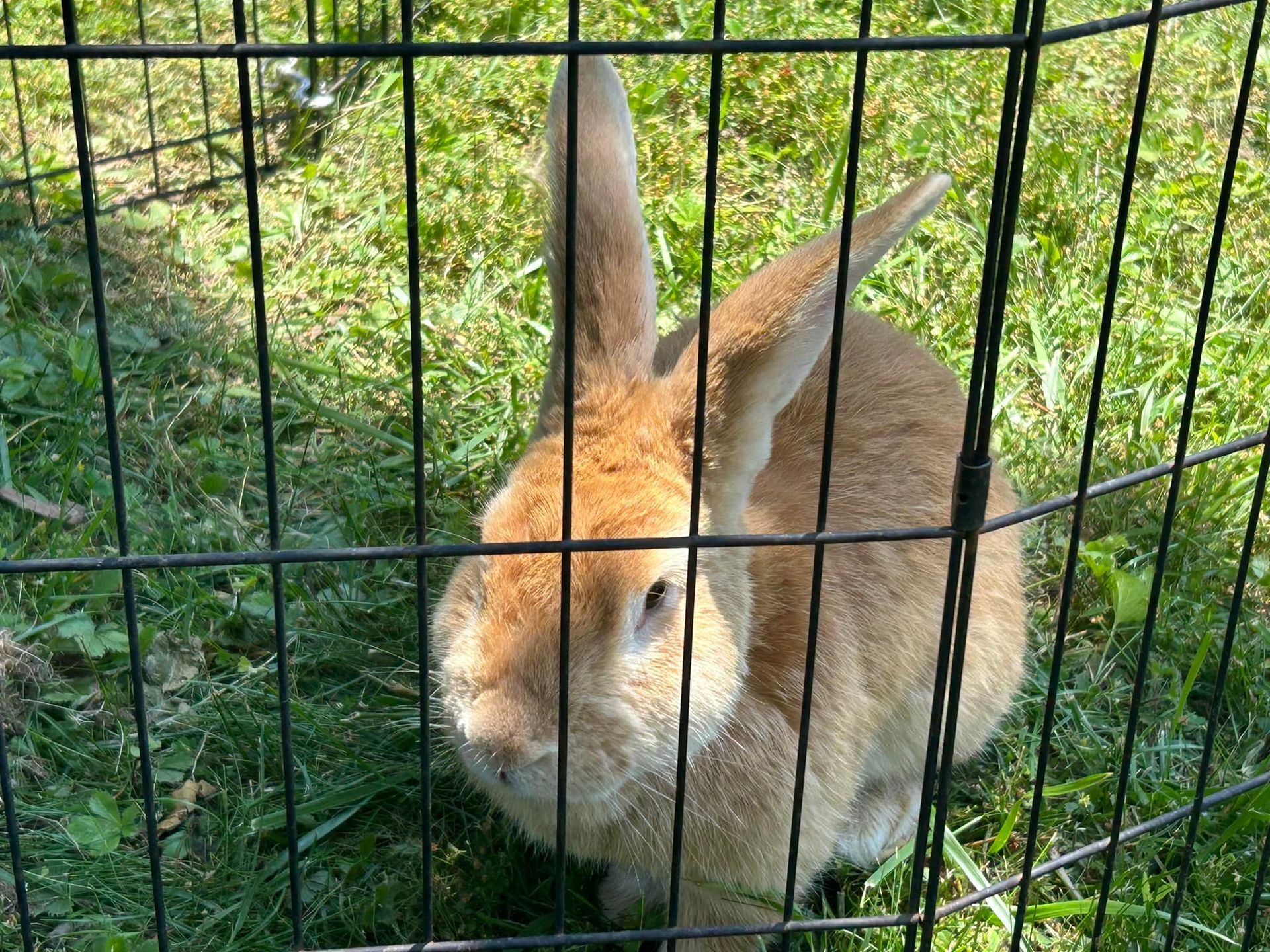 Bagby's Critter Corral image of a bunny