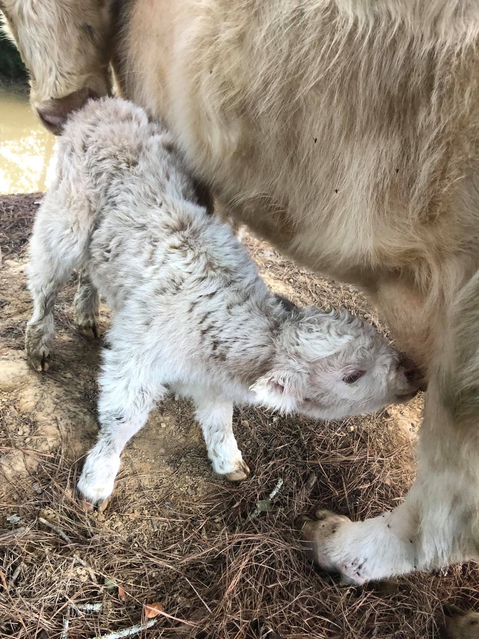 Bagby's Critter Corral image of new cow