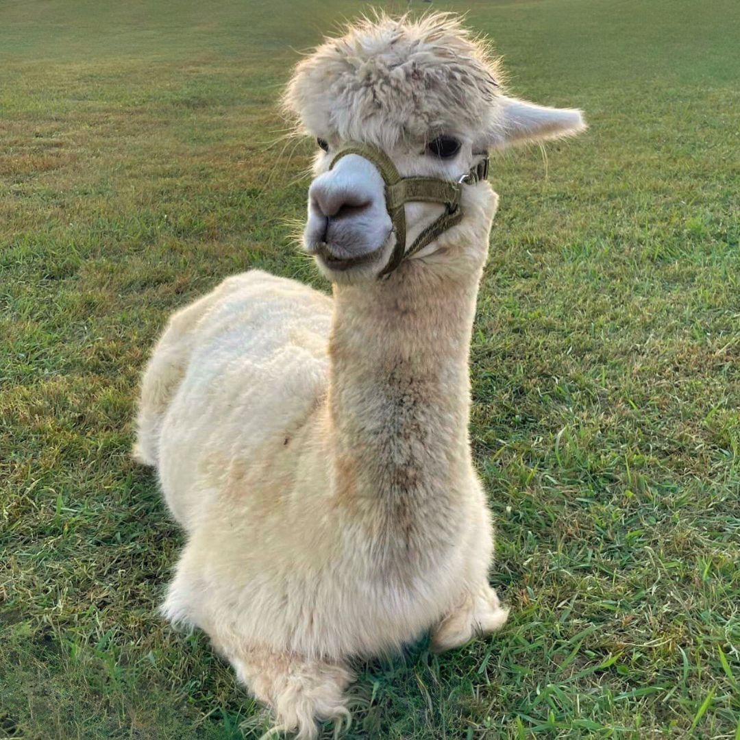 Bagby's Critter Corral Lama