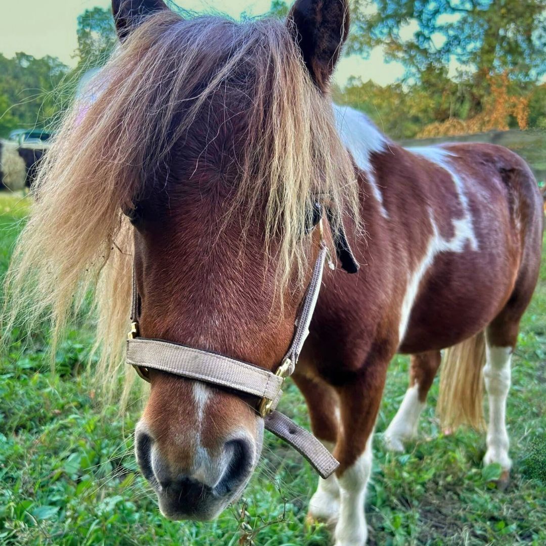 Bagby's Critter Corral image of pony