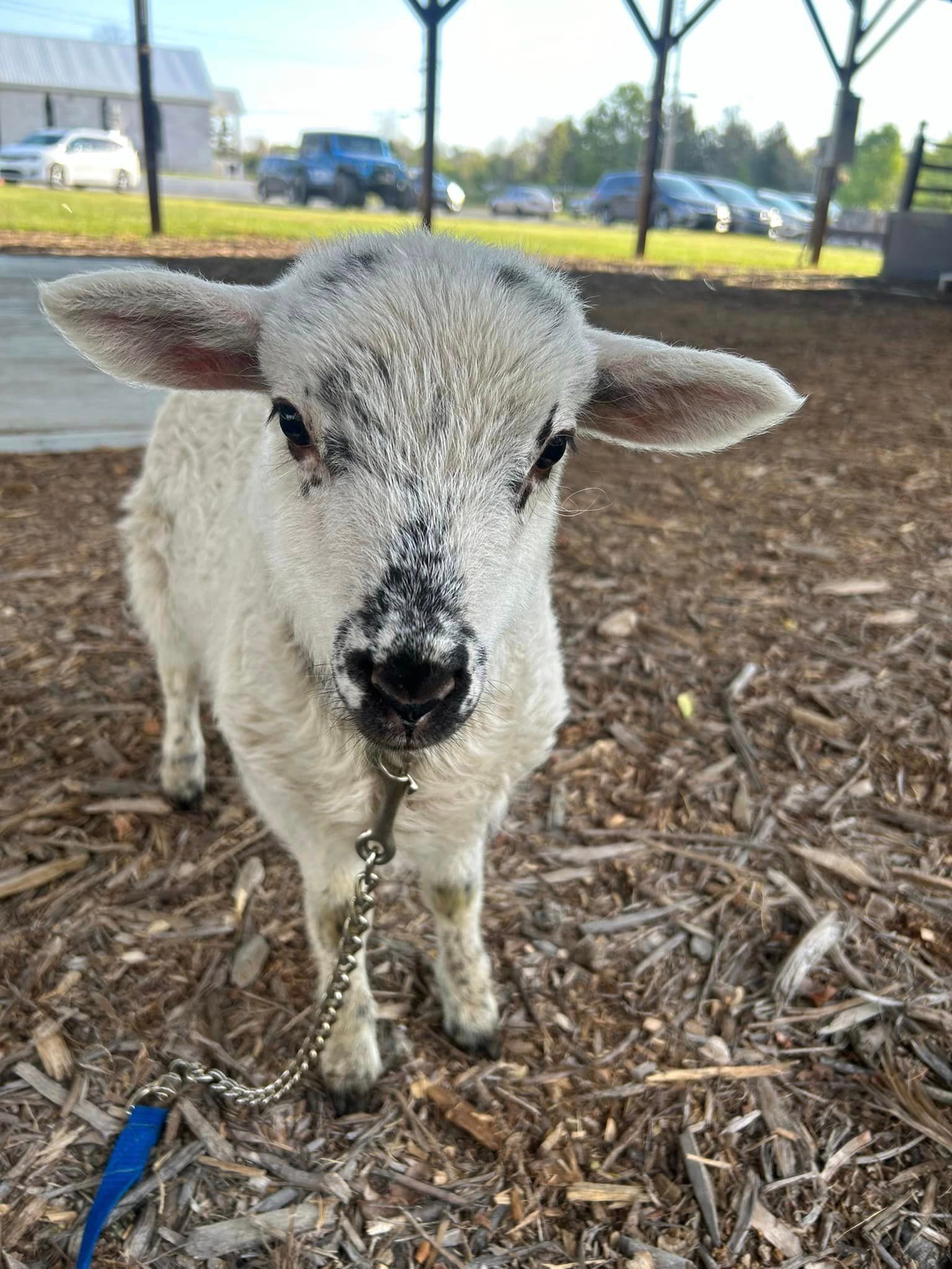 Bagby's Critter Corral - Dottie the sheep