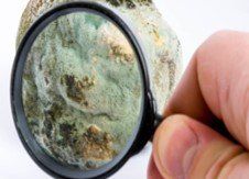 Certified mold inspector ━ Boca Raton, FL ━ The Mold Inspector