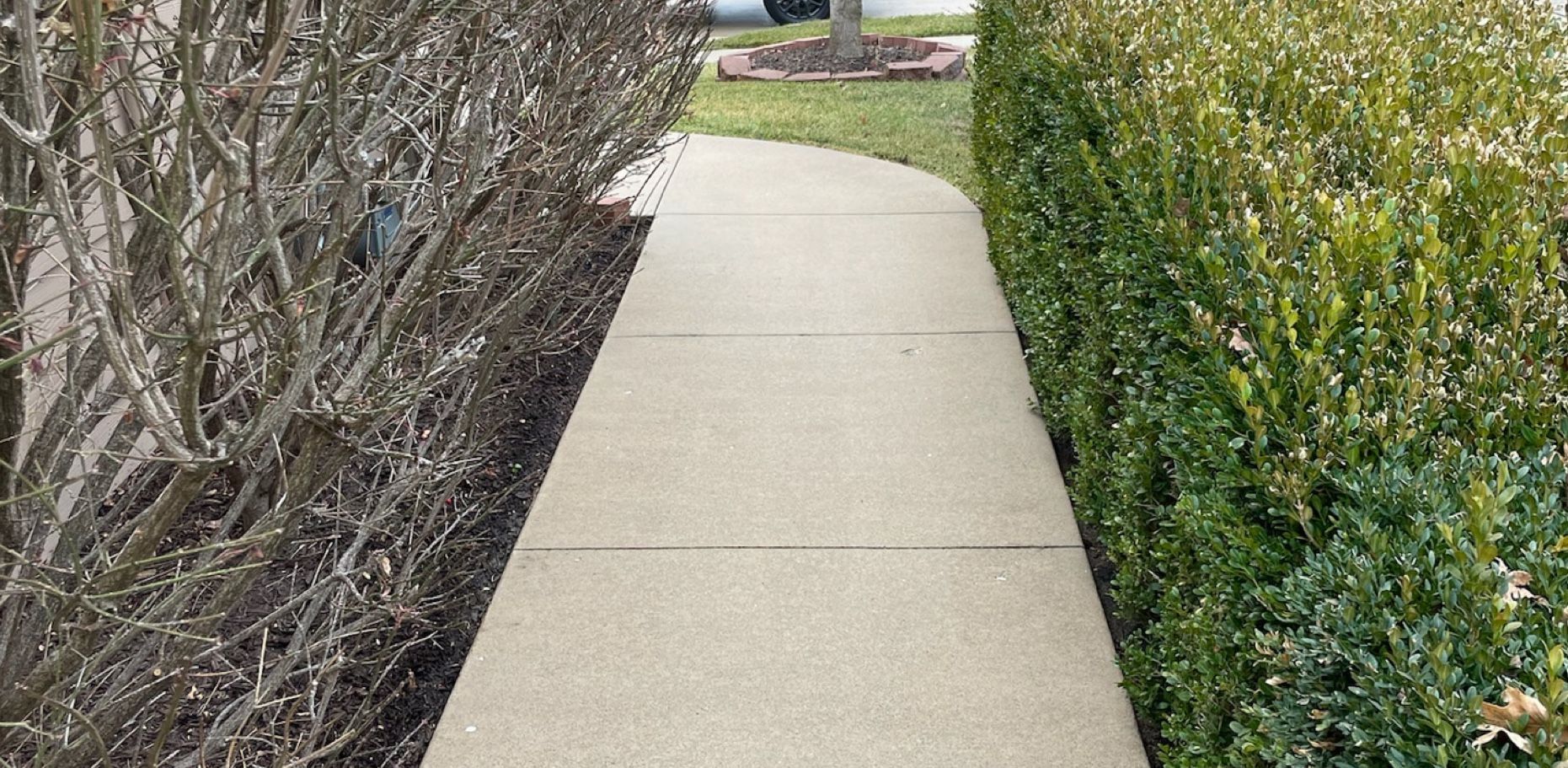 Concrete sidewalk between dense hedges and bushes in a landscaped outdoor area