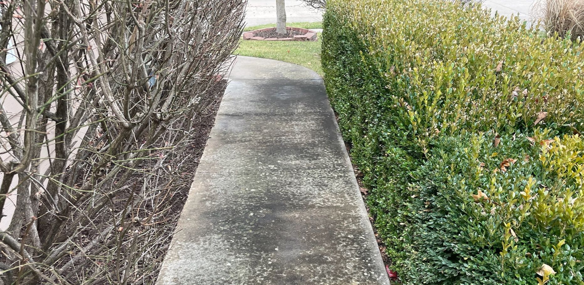 Narrow concrete sidewalk beside hedges and bare branches, leading toward a bright outdoor path