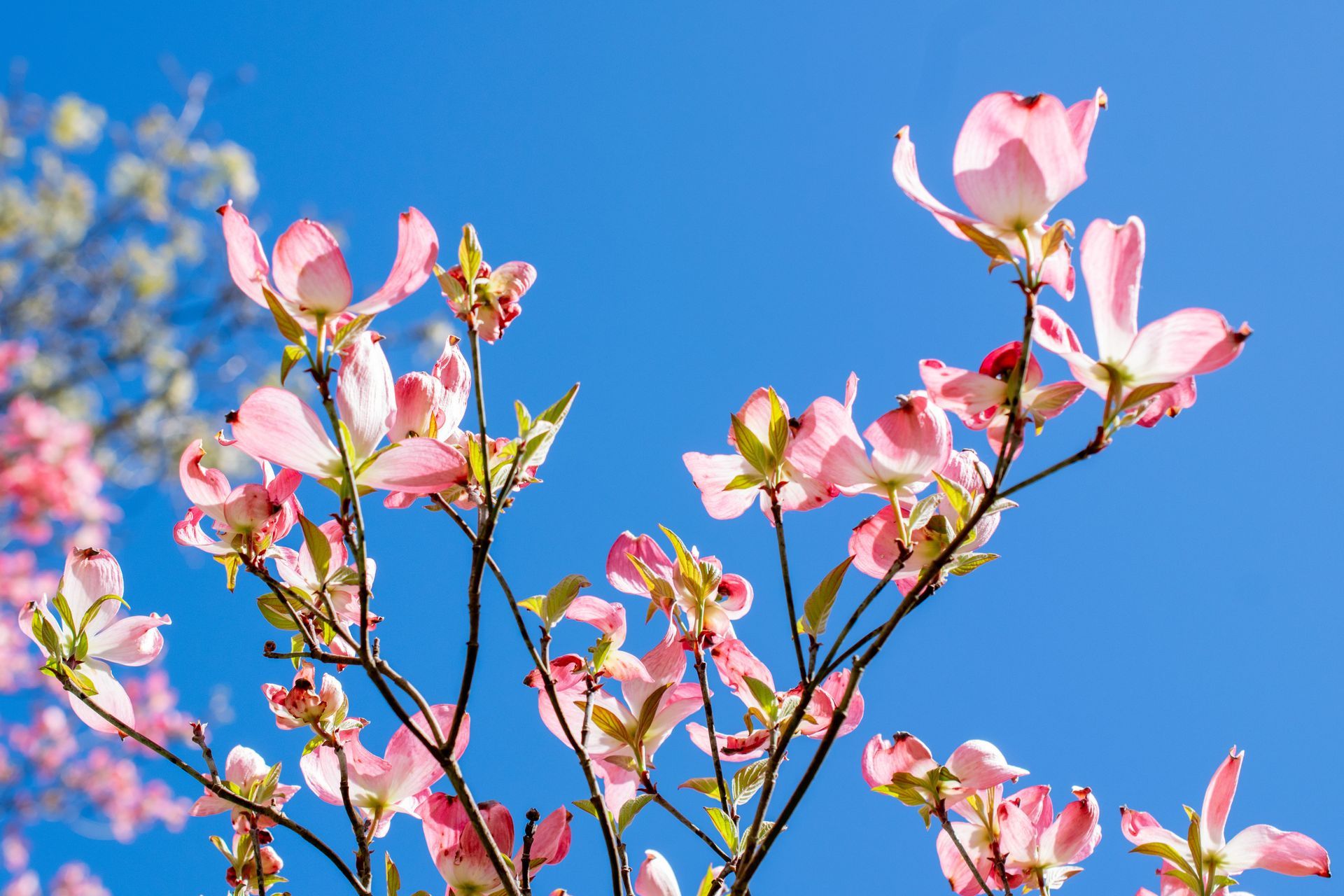 Pink blossoms on branches against a bright blue sky