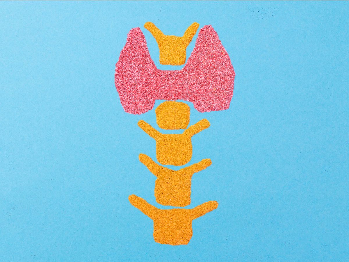 The thyroid gland is made of sugar on a blue background.
