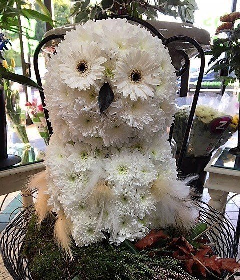 Owl