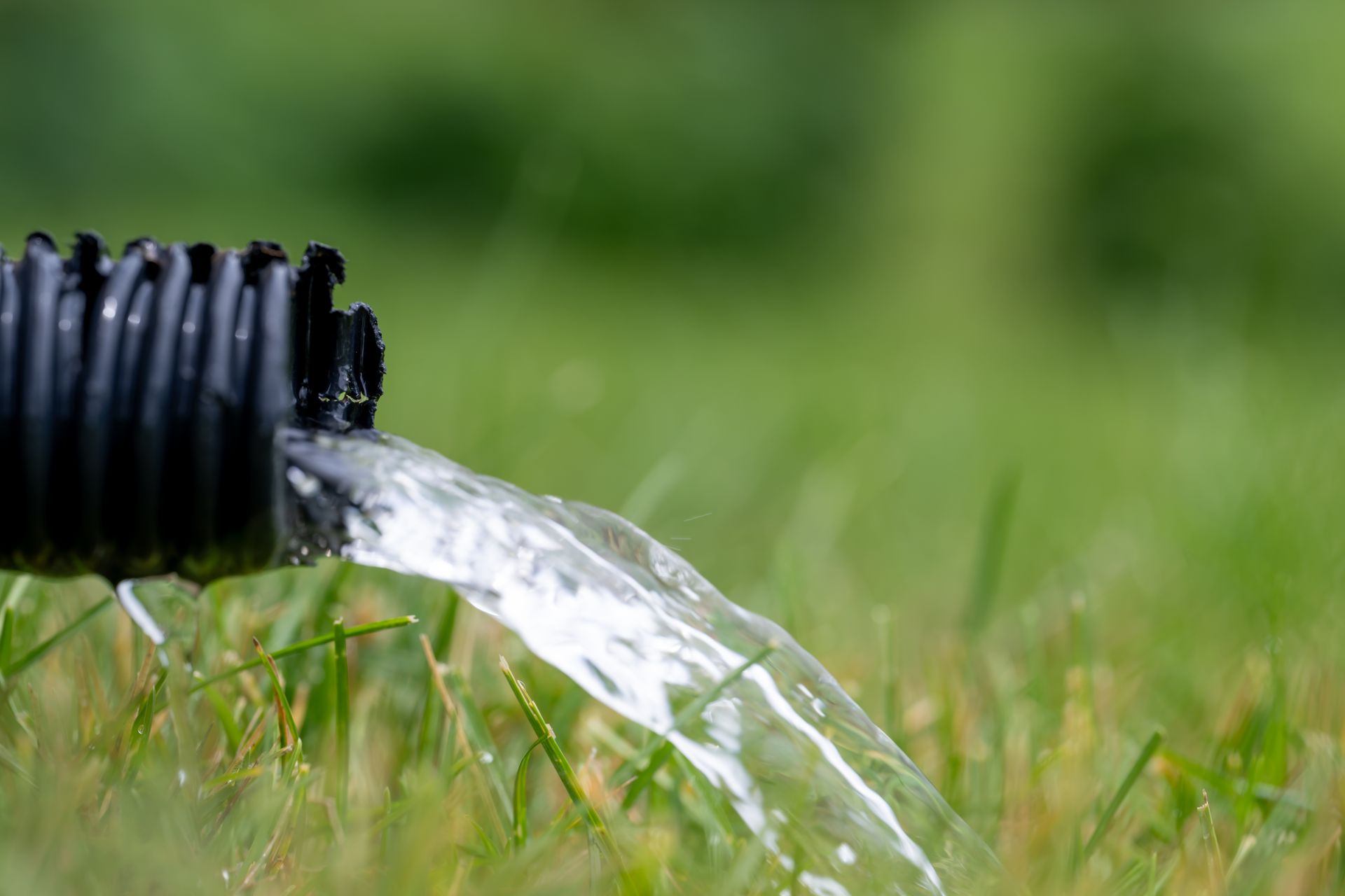 Water pouring from a black hose onto green grass.