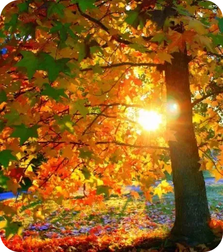 Sunlight shining through a colorful autumn tree in a forest, with red and orange leaves.