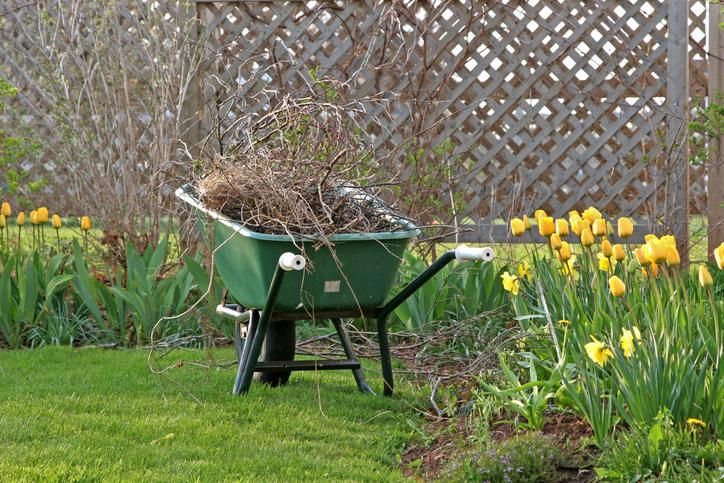 Brouette remplie de branches sur une pelouse verte, à côté de fleurs jaunes et d'une clôture en treillis.
