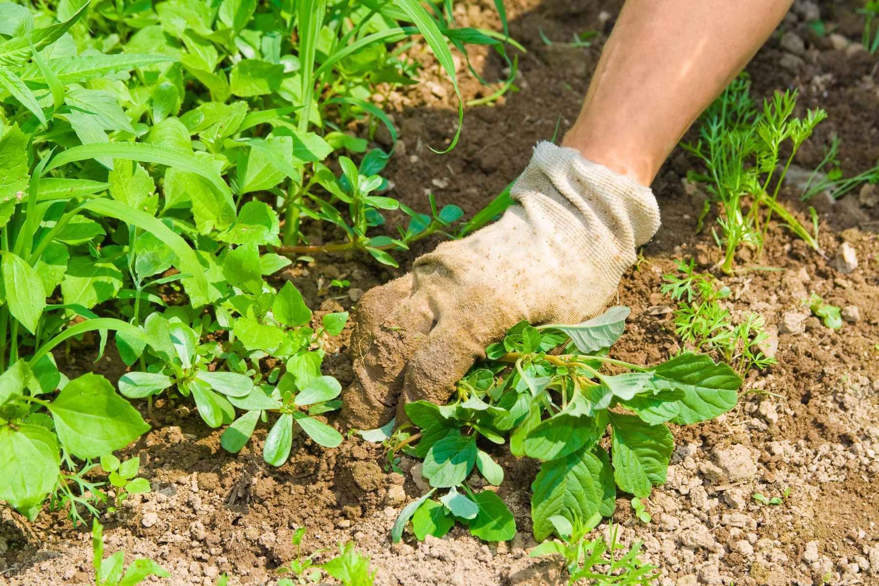 weed and moss control