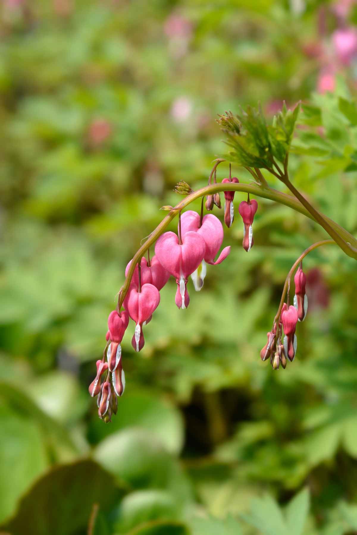 best plants British Columbia