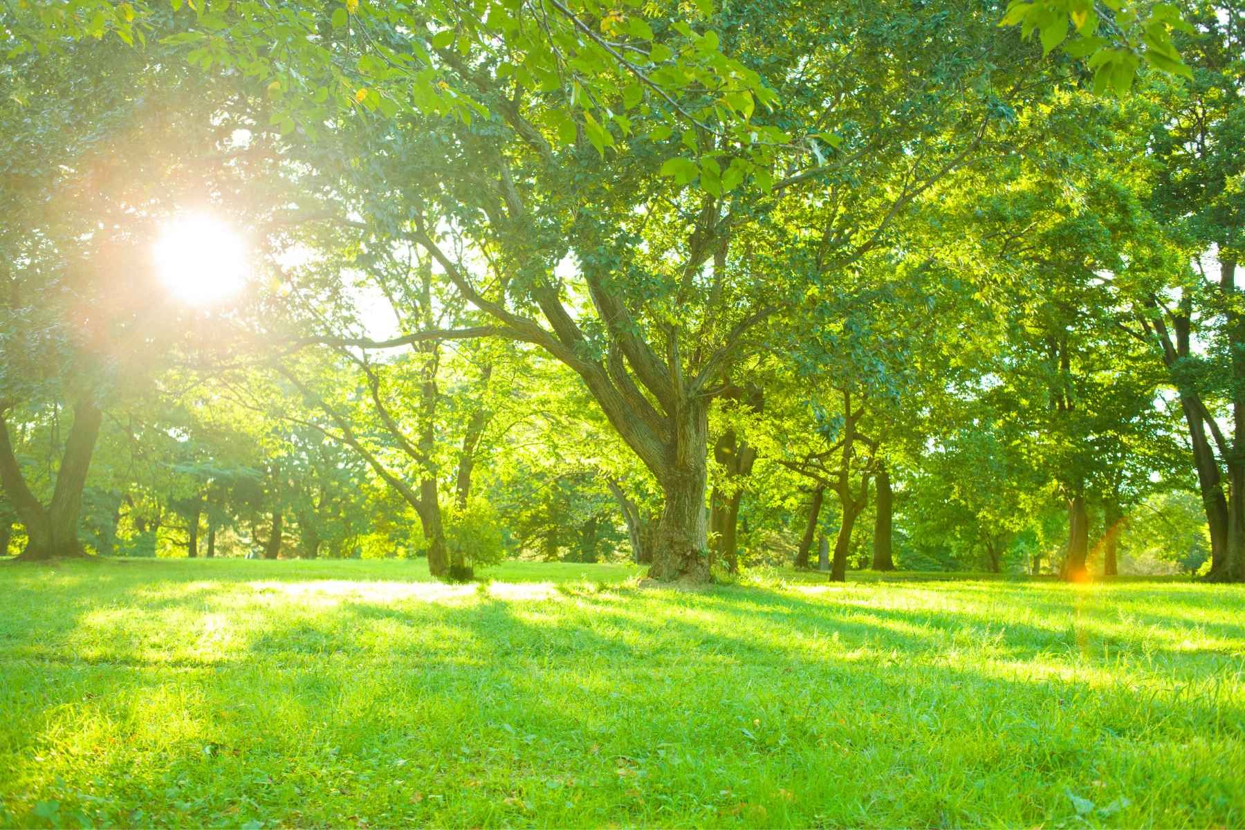 landscaping for the environment