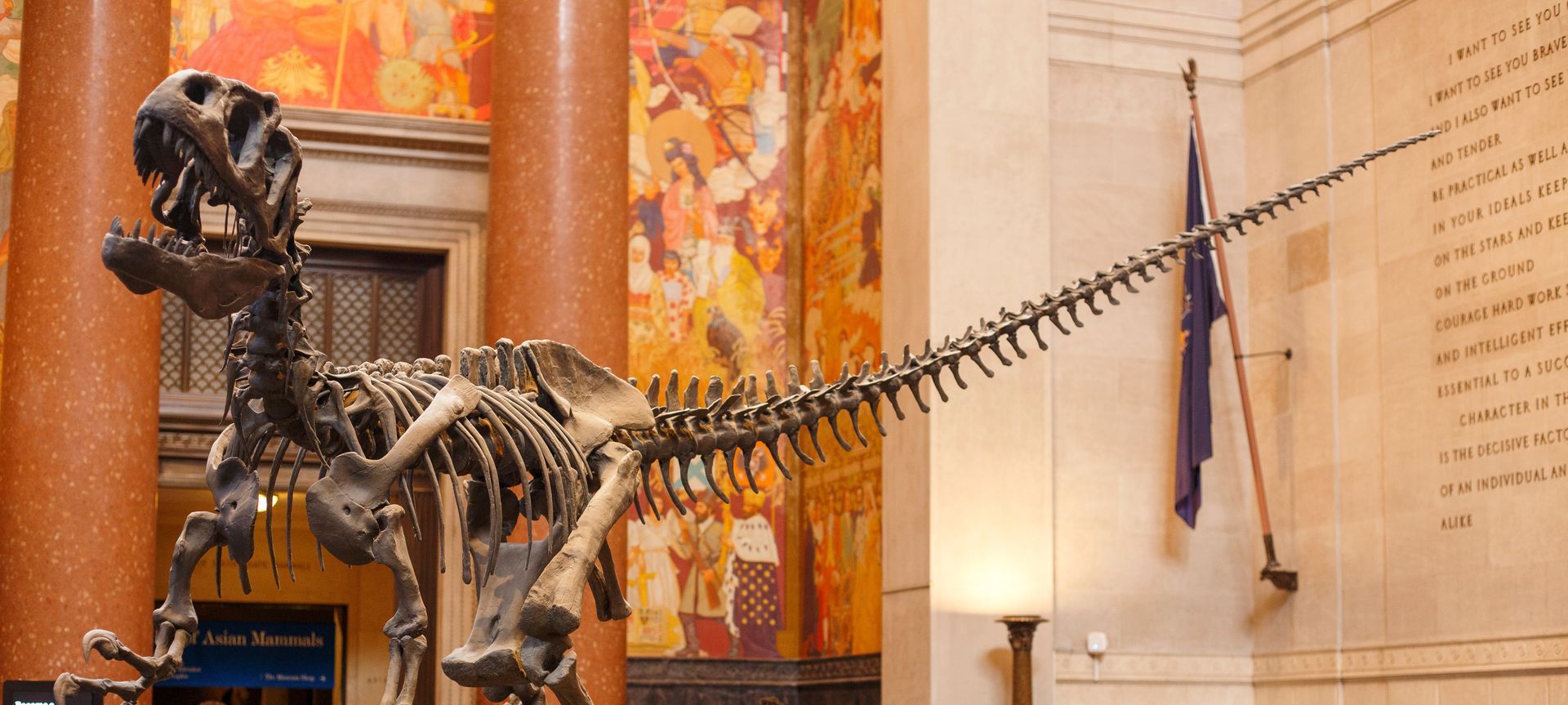 Skeletal Tyrannosaurus Rex in a museum setting, tail extending toward a wall with a flag.