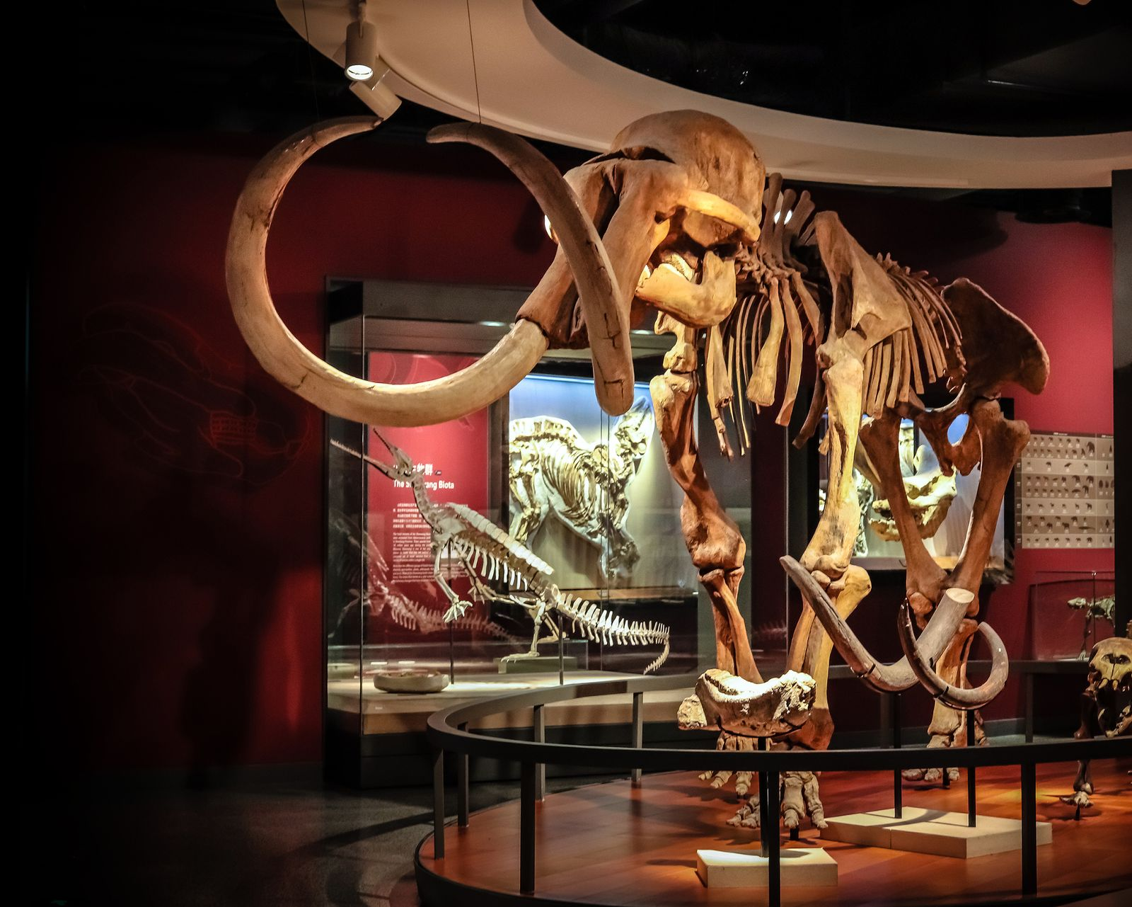 Mammoth skeleton displayed in a museum exhibit. Brown bones with large tusks.