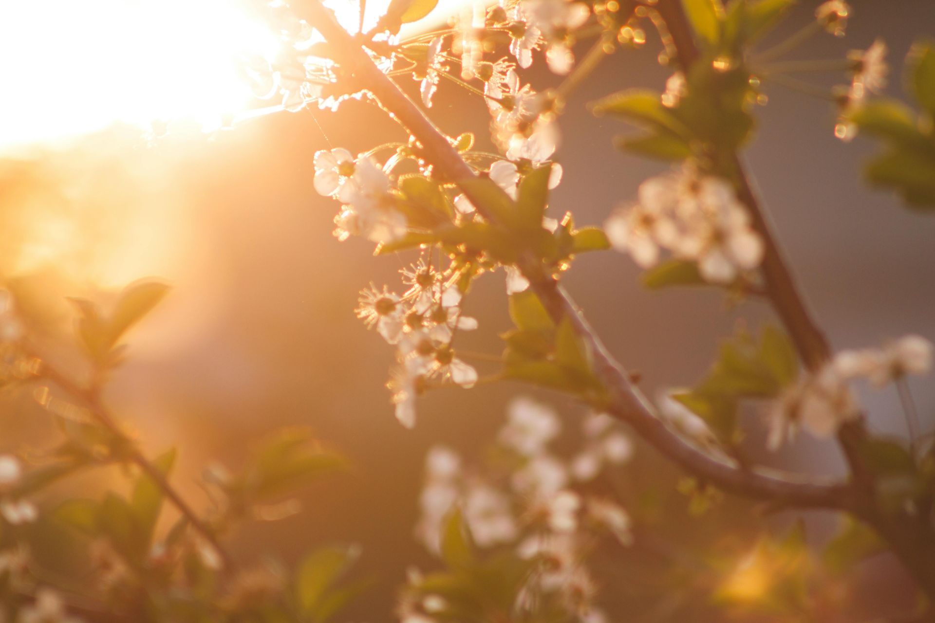 Sunlit white cherry blossoms against a warm golden background.