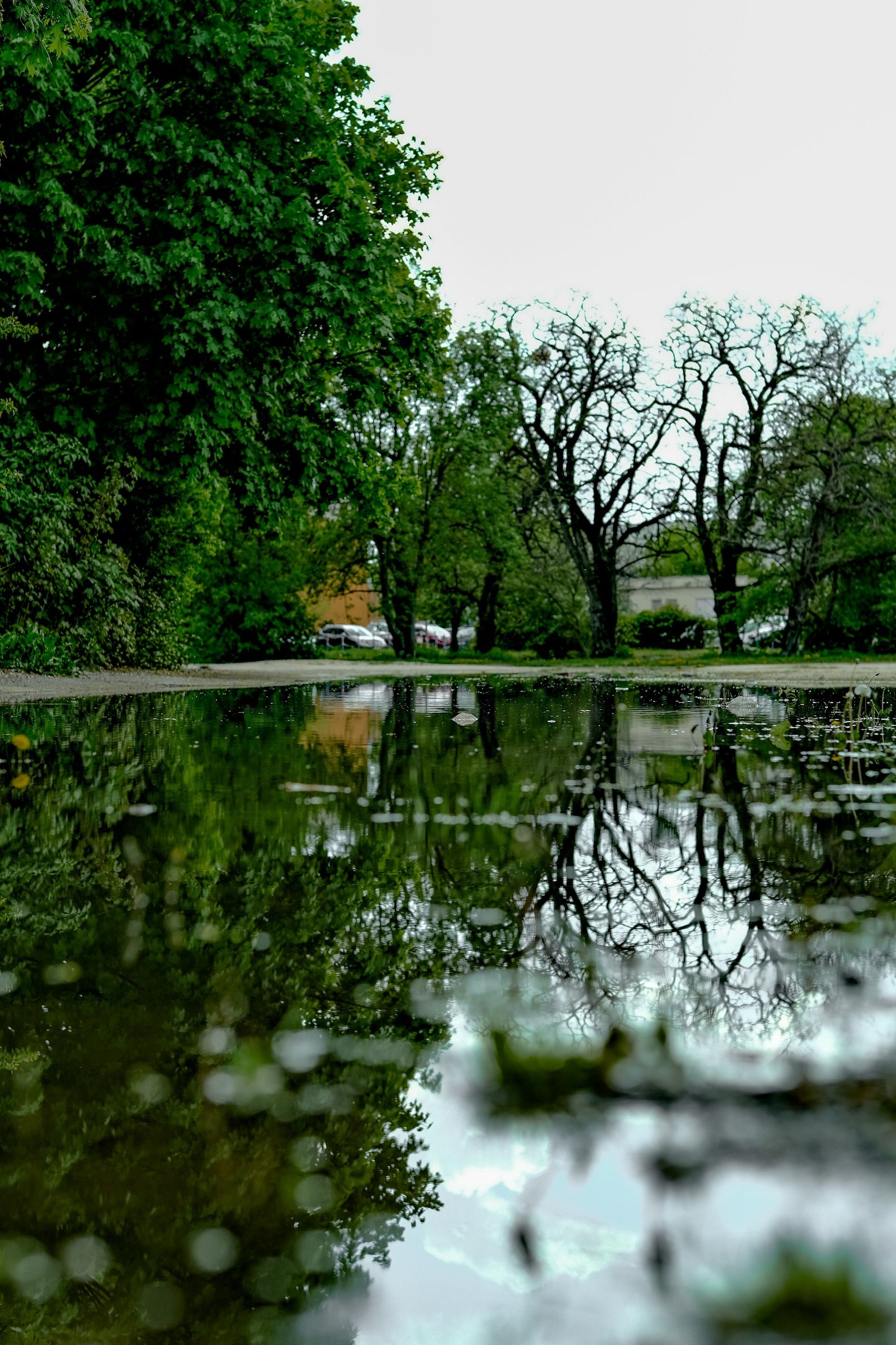 Rainy park with trees reflected in a puddle beside a path