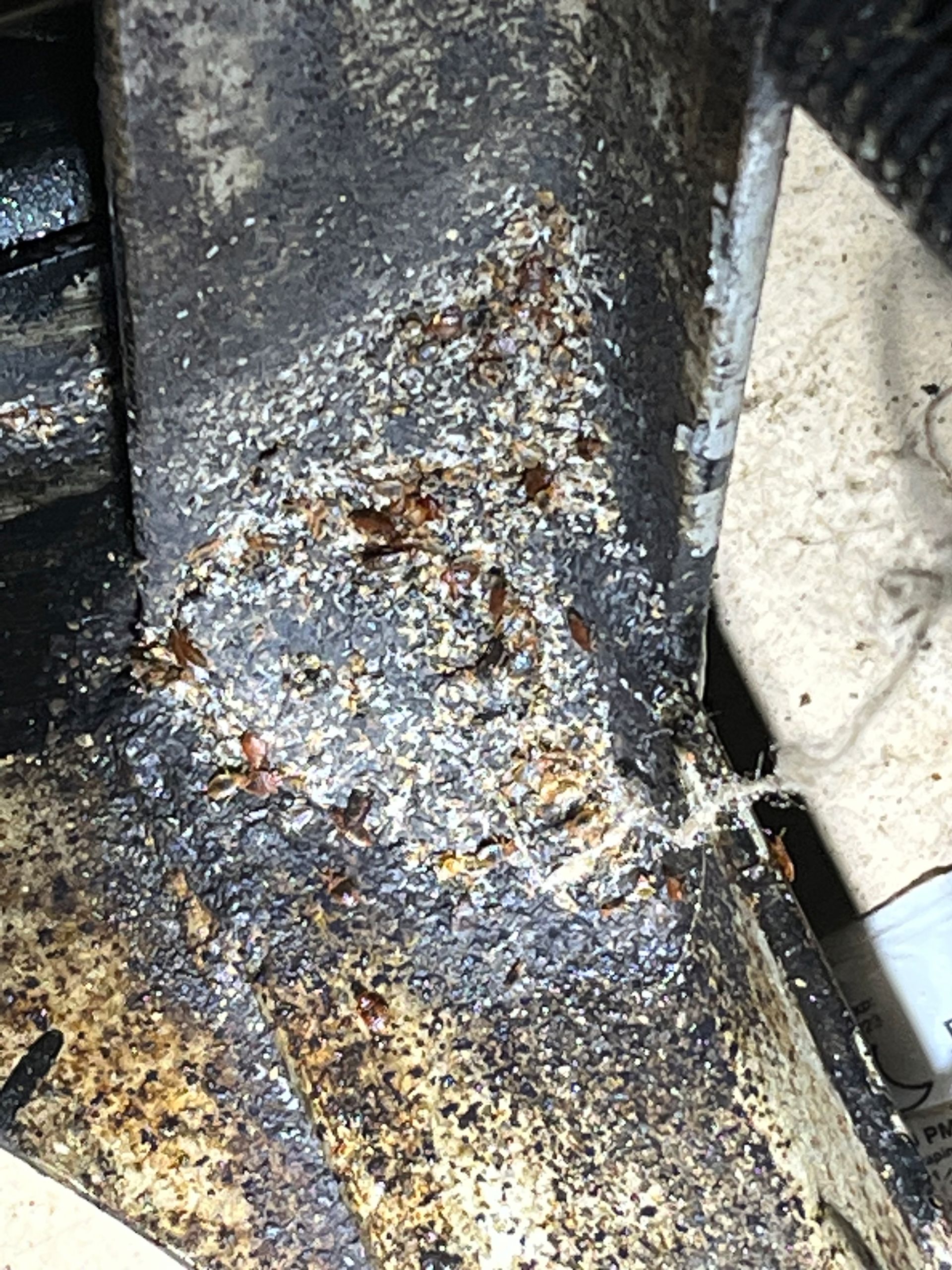Bed Bug Removal Services Near You