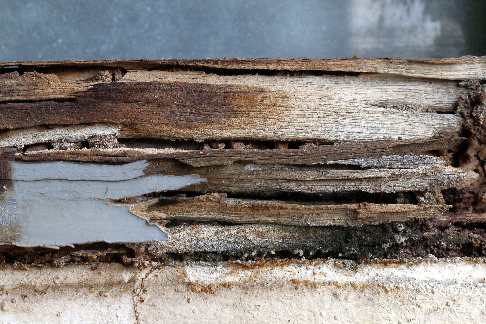 Large Winged Termite Removal Services Logo Large Winged Termite Removal Services Logo