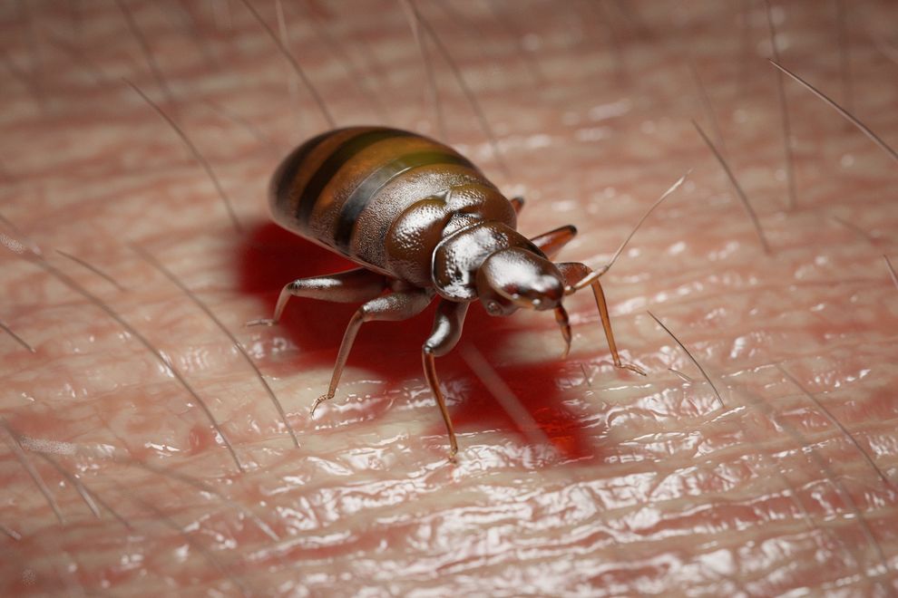 Pest Control Company in Shawnee, OK