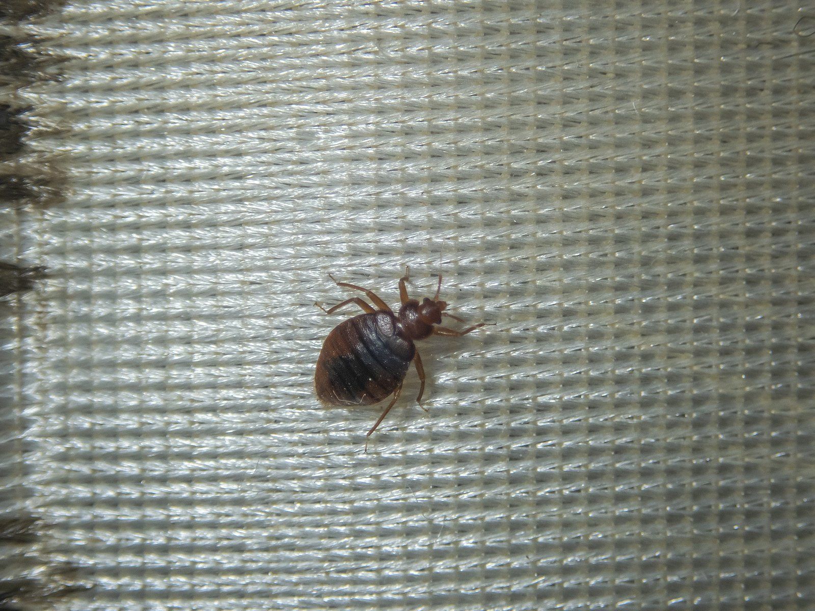 Bed Bug Removal Services in Choctaw, OK Bed Bug Removal Services in Choctaw, OK