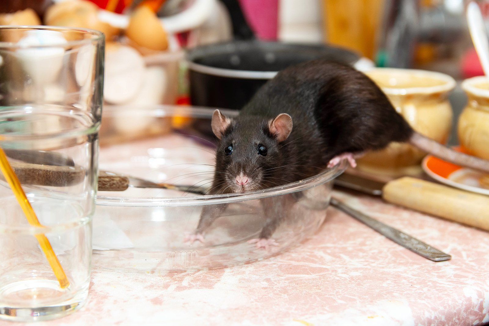 Rodent Control Near You