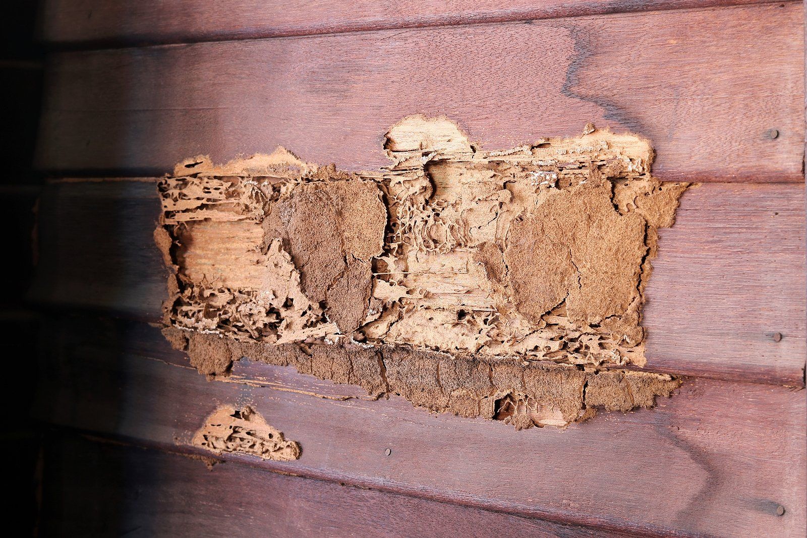 Termite Treatment Near You Termite Treatment Near You