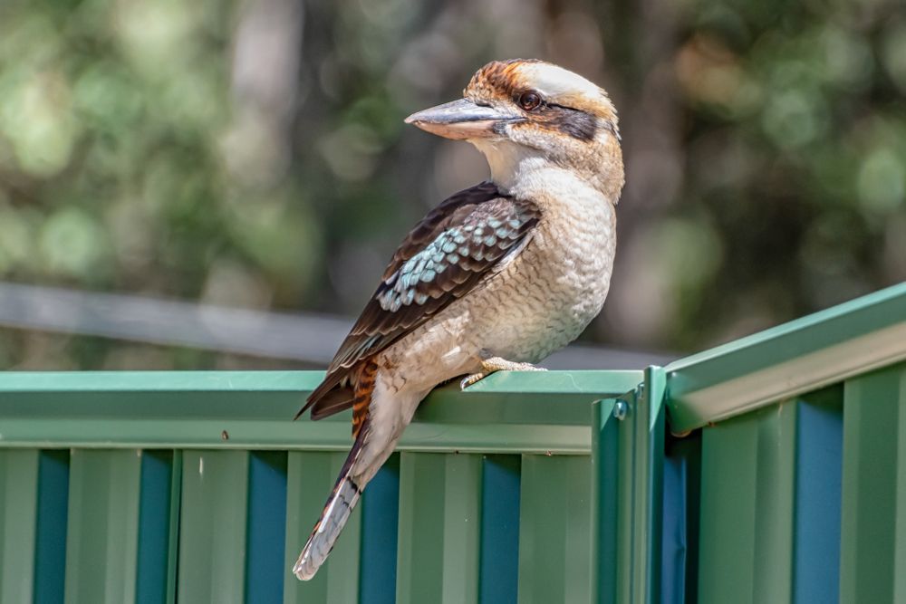 Laughing kookaburra perched on a green Colorbond fence - We Do Fencing in Sunshine Acres, QLD