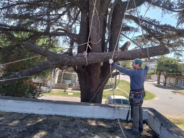 Un trabajador con chaqueta azul poda un gran árbol junto a una calle residencial con una motosierra.