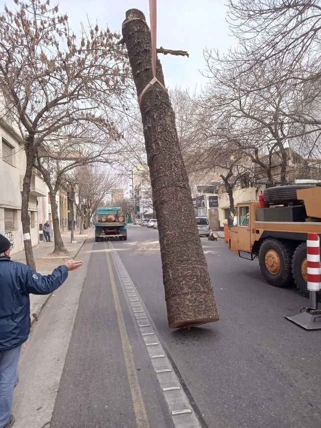 Un vehículo de construcción está levantando un enorme tronco de árbol en una calle de la ciudad, con trabajadores cerca.