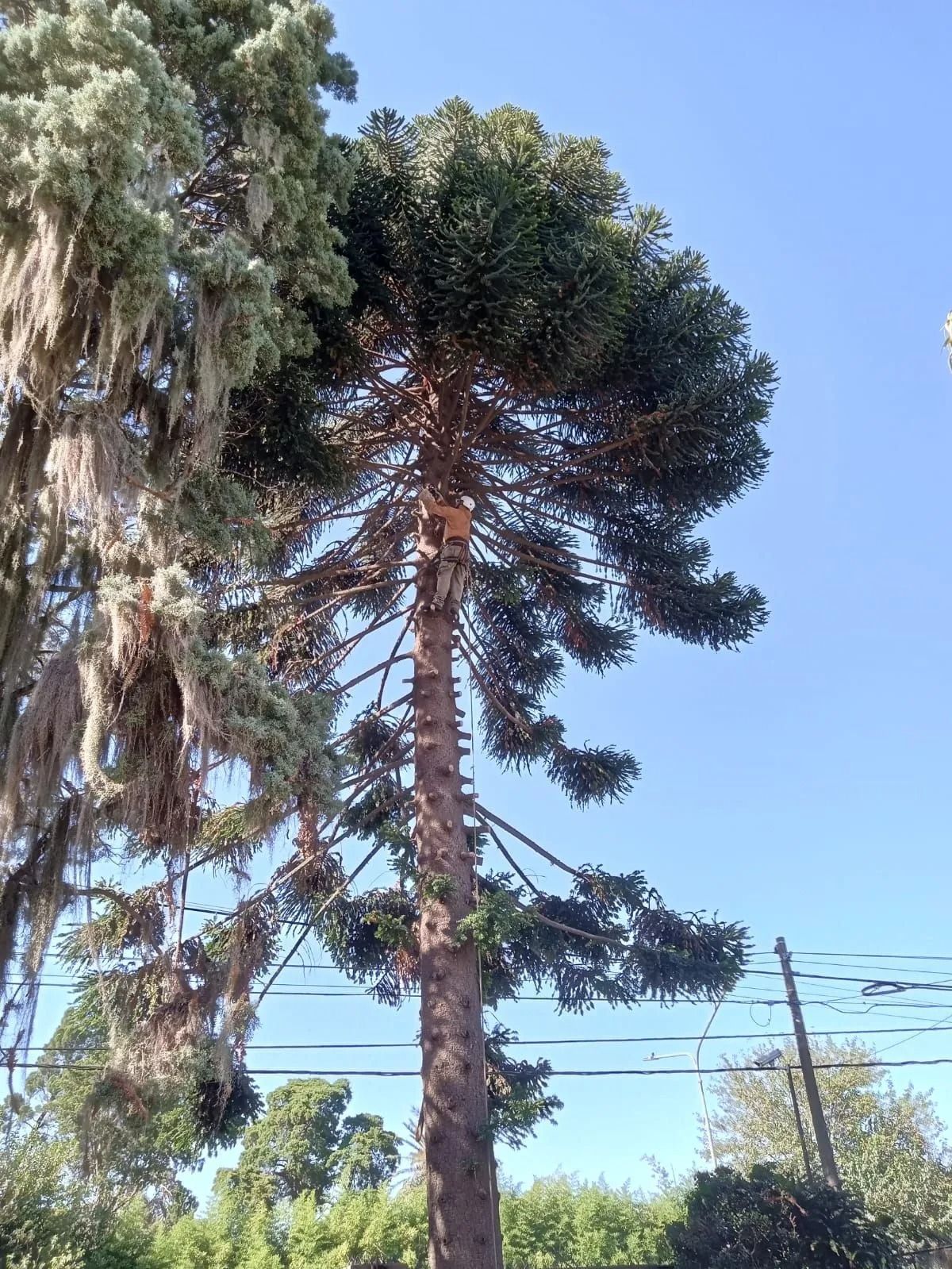 Un alto árbol de hoja perenne contra un cielo azul claro, con otro árbol y líneas eléctricas al fondo.