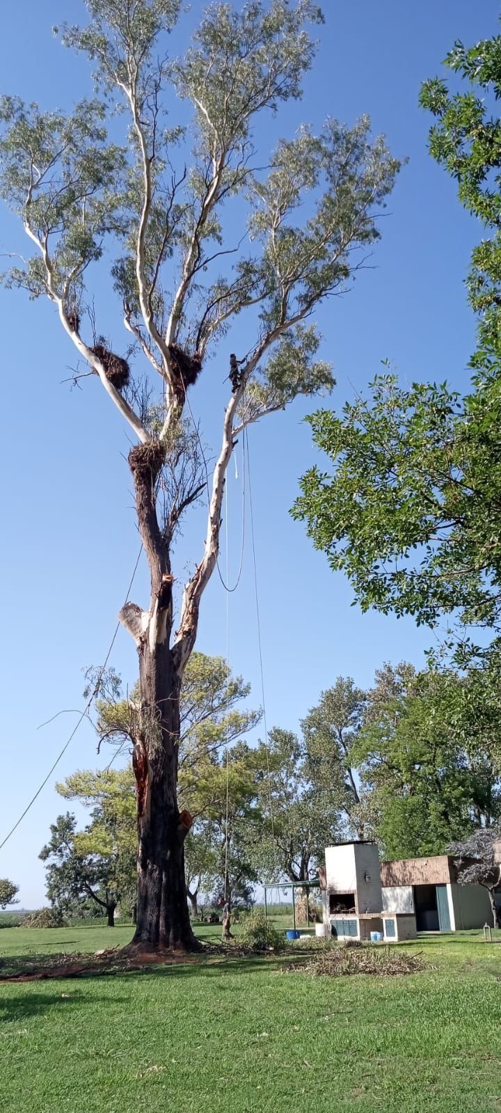 Árbol alto sin hojas en un parque cubierto de hierba bajo un cielo azul, con una pequeña estructura al fondo.