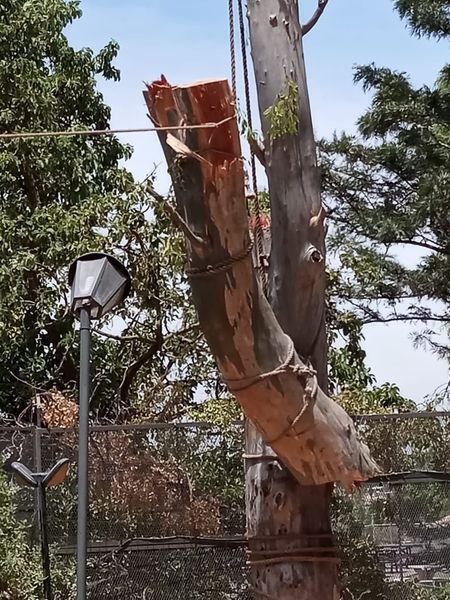 Tronco de árbol roto atado a un poste de luz junto a una cerca y una farola en el exterior.