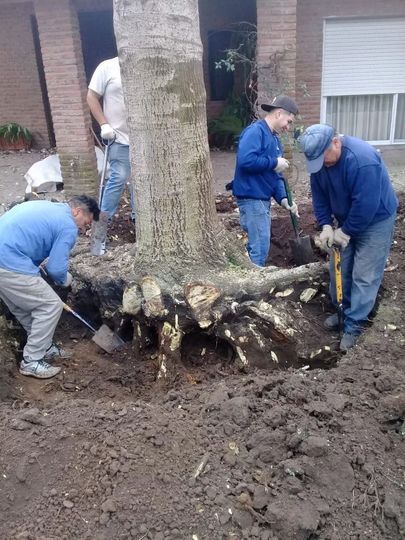 Trabajadores retiran un gran tocón de árbol de un terreno fangoso cerca de una casa.